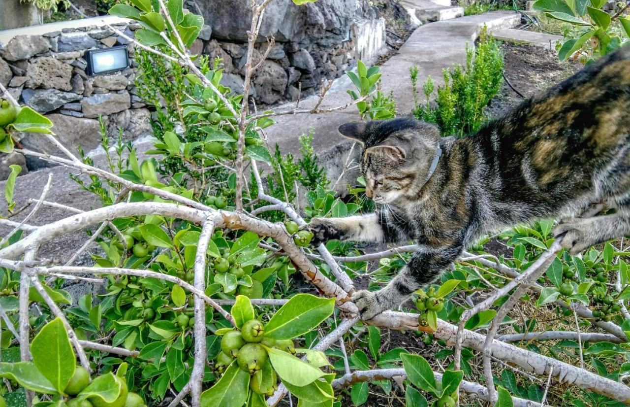 Quinta Terezinha Villa Ribeira Brava Dış mekan fotoğraf